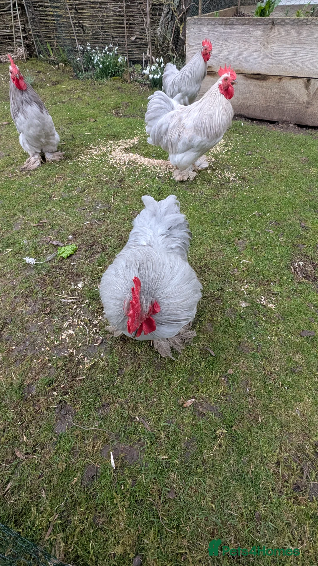 Chickens poultry for sale: Silkie Bantam Cockerels  - Advert 6