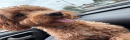 Cockapoo dogs for sale: BEAUTIFUL COCKAPOO PUPPIES  - Advert 6