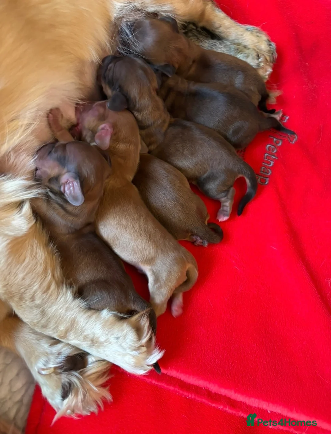 Miniature Dachshund dogs for sale: Beautiful Tiny shaded cream girls - Advert 12