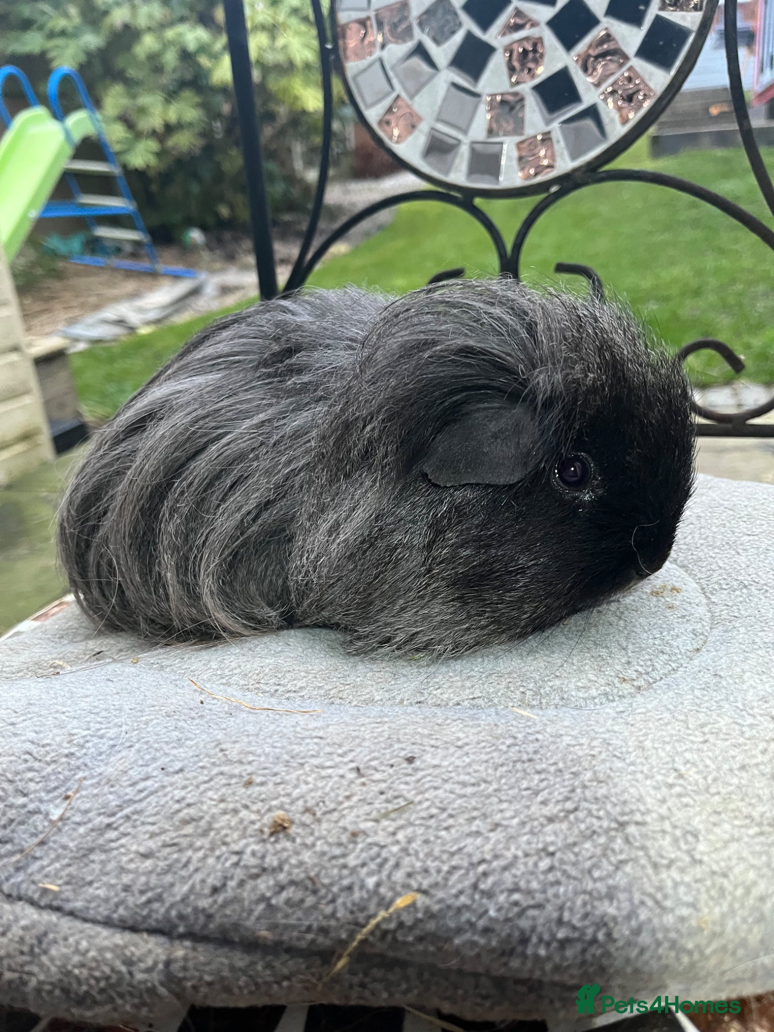 Guinea Pig rodents Guinea pigs. - Advert 5