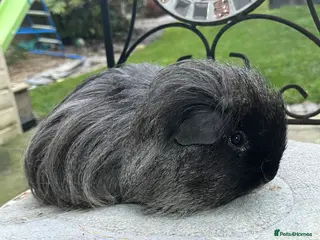 Guinea Pig rodents Guinea pigs. - Advert 5