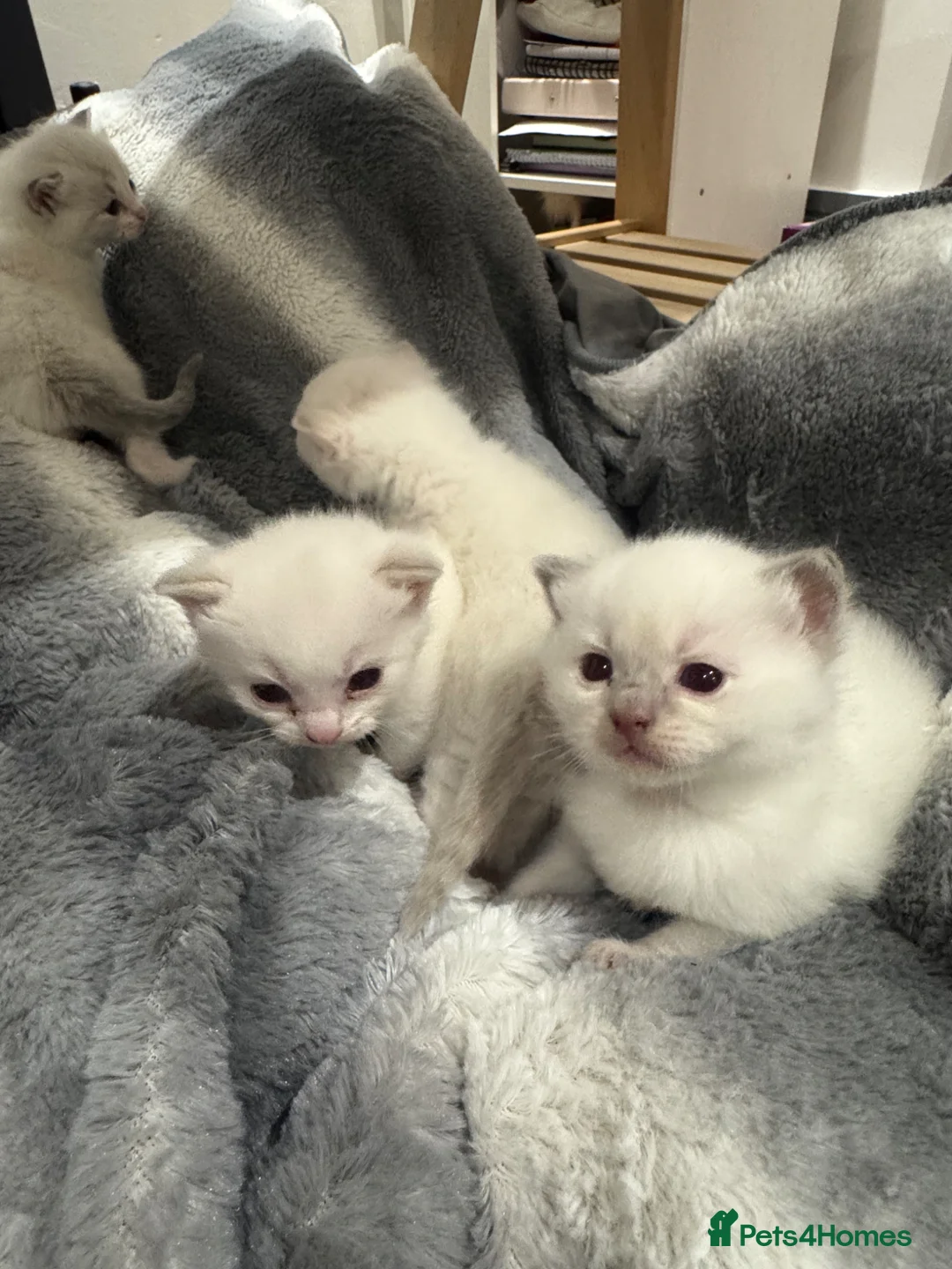 Ragdoll cats for sale: Beautiful Ragdoll / British shorthair kittens in Liverpool - Advert 1
