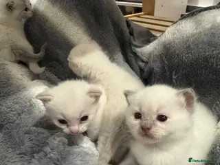 Ragdoll cats Beautiful Ragdoll / British shorthair kittens - Advert 1
