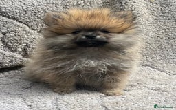 Pomeranian dogs for sale: Pomeranian  puppies  - Image 4