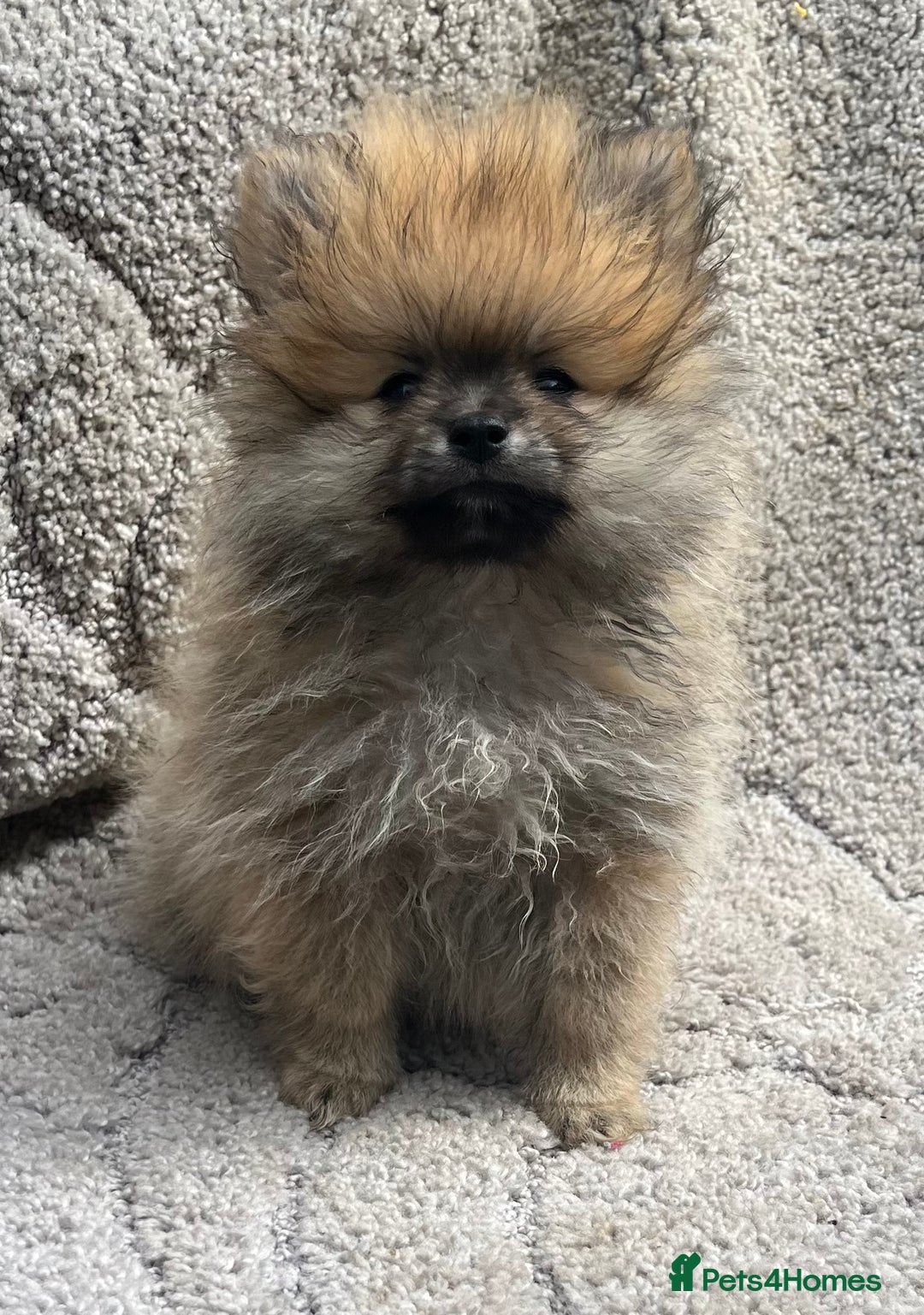 Pomeranian dogs for sale: Pomeranian  puppies  - Image 4