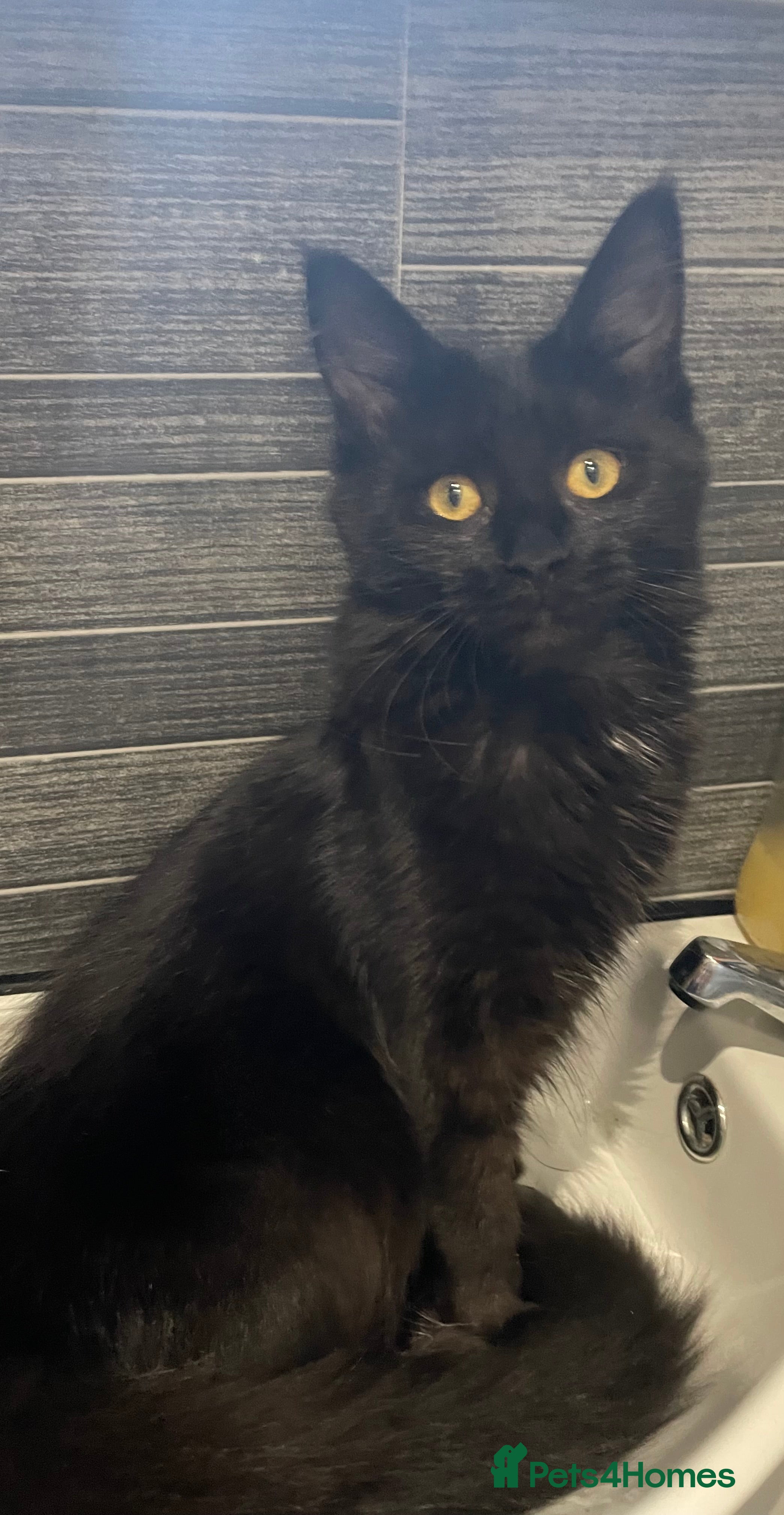 Maine Coon cats Maine coon kittens for sale ready now - Advert 1