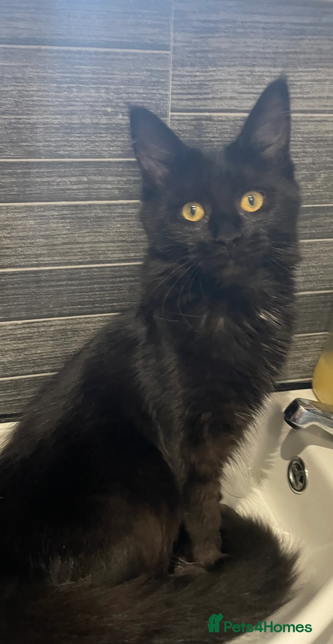 Maine Coon cats for sale: Maine coon kittens for sale ready now - Advert 1