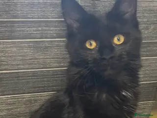 Maine Coon cats Maine coon kittens for sale ready now - Advert 1