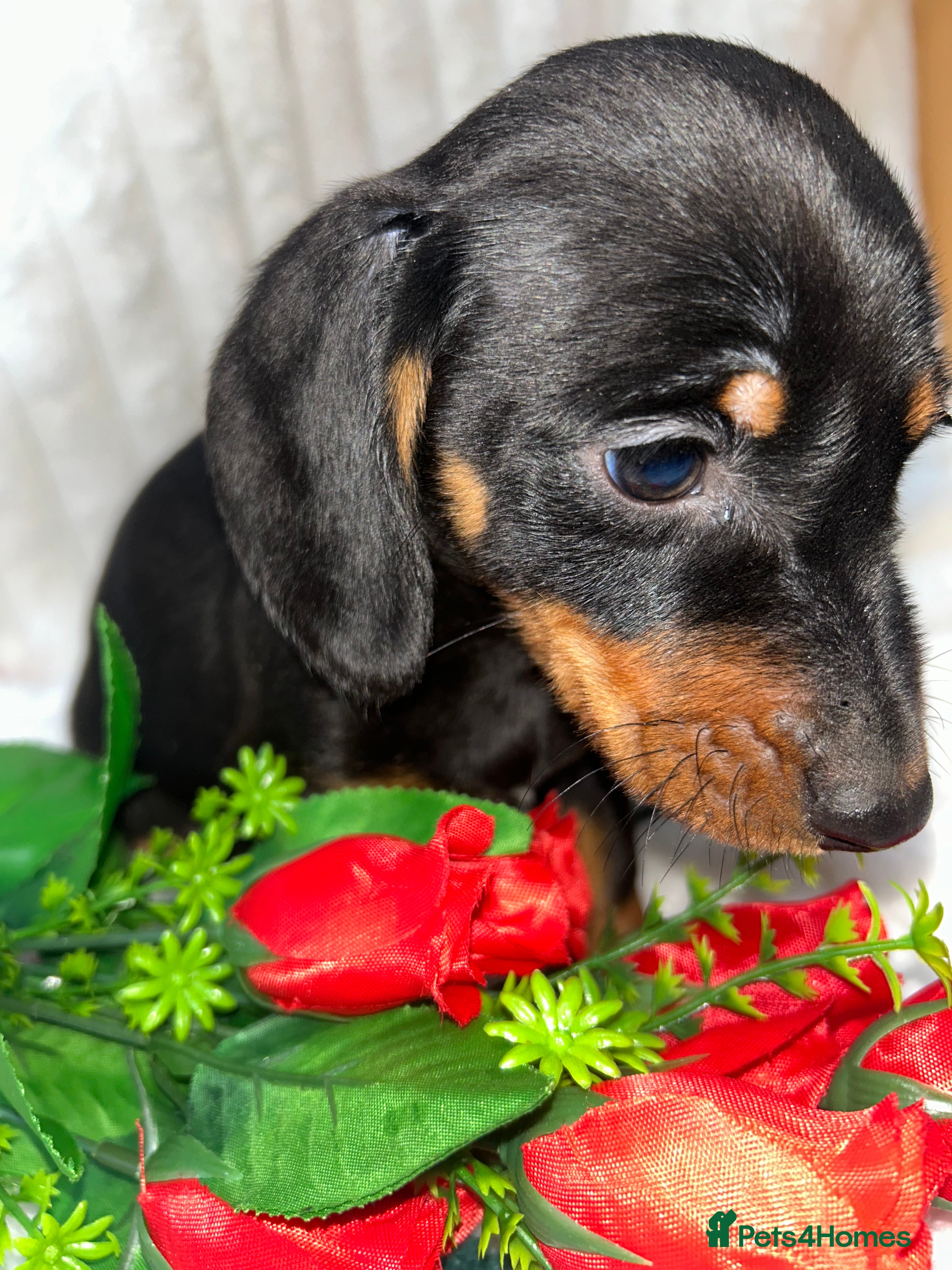 Miniature Dachshund dogs Miniature dachshund  - Advert 5