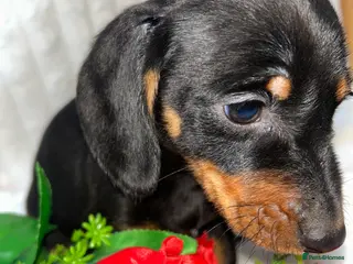 Miniature Dachshund dogs Miniature dachshund - Advert 5