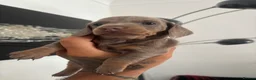 Dachshund dogs for sale: 4 Beautiful Miniature Dachshunds  - Advert 8