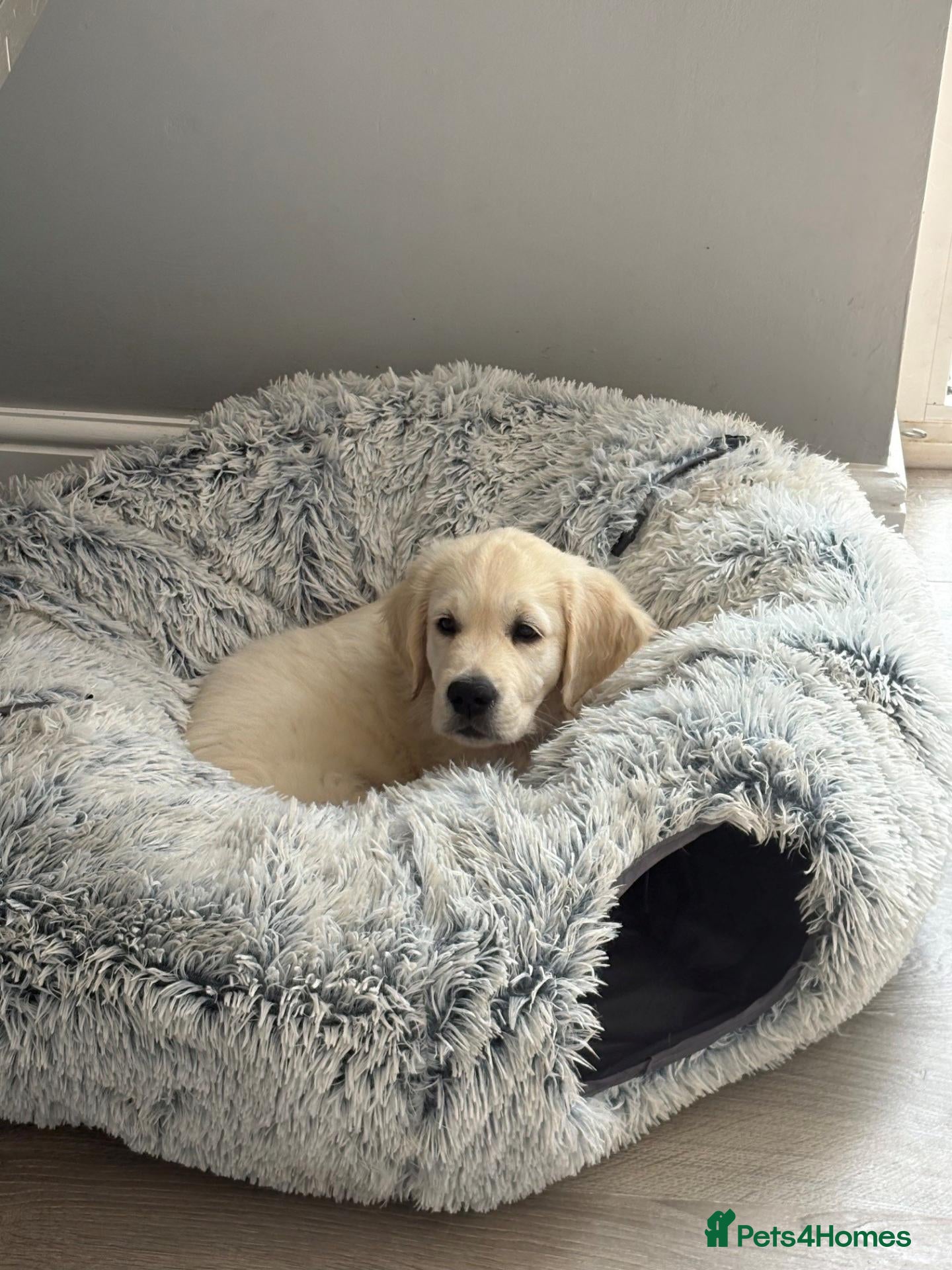 Golden Retriever dogs Bear is looking for his forever home! - Advert 6
