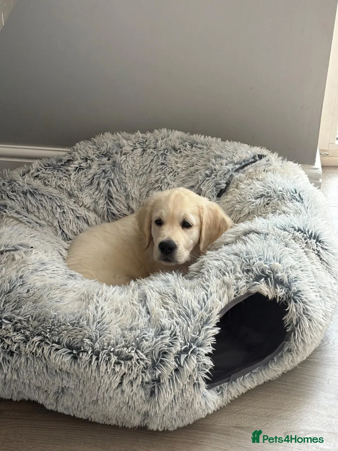 Golden Retriever dogs for sale: Bear is looking for his forever home! in St. Neots - Advert 1