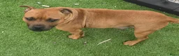 Staffordshire Bull Terrier dogs for sale: Red Staffordshire bull terrier puppies for sale - Advert 9