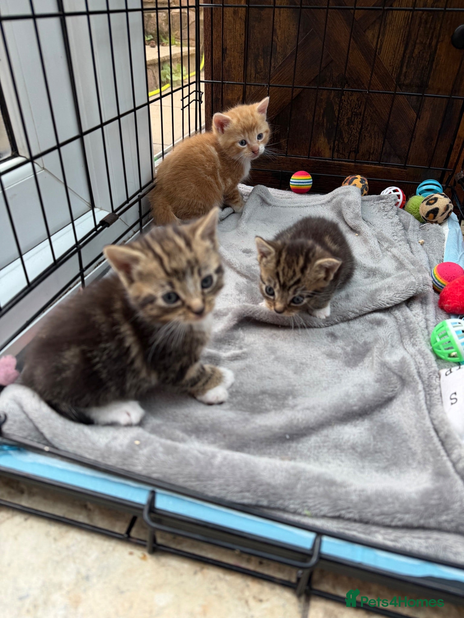 Mixed Breed cats Friendly Kittens Looking for Loving Homes - Advert 1