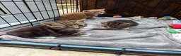 Mixed Breed cats for sale: Friendly Kittens Looking for Loving Homes - Advert 1