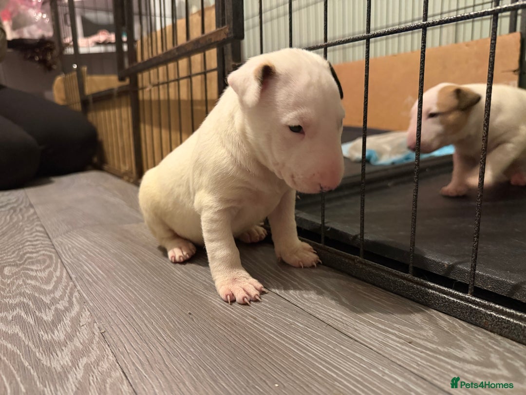 English Bull Terrier dogs for sale: English bull terriers 5 girls  - Advert 9