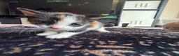 Domestic Shorthair cats for sale: kittens available - Advert 2