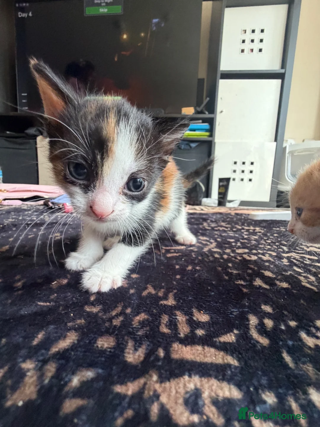Domestic Shorthair cats for sale: kittens available - Advert 2