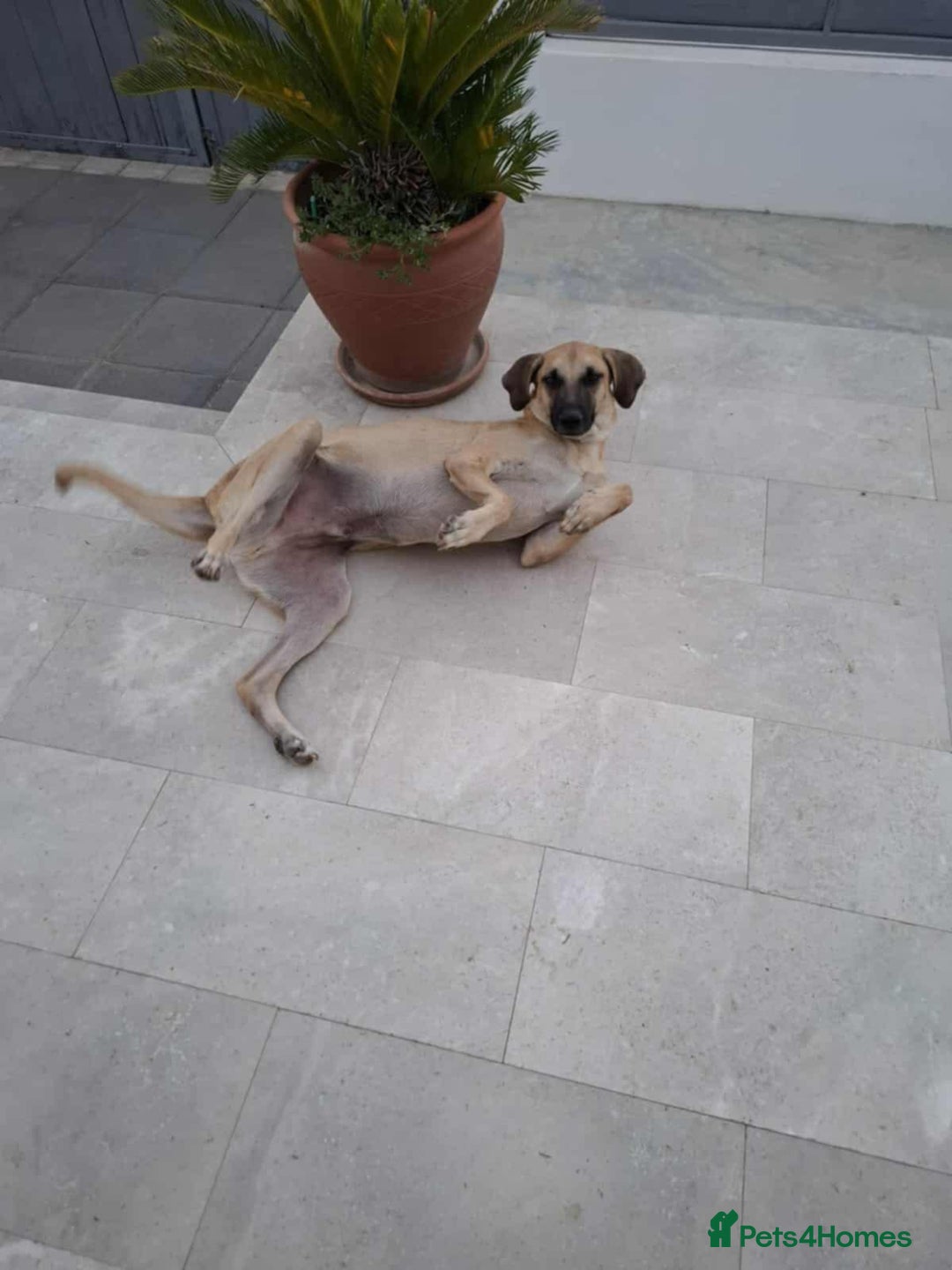 Mixed Breed dogs for adoption: Bobi! - Image 8