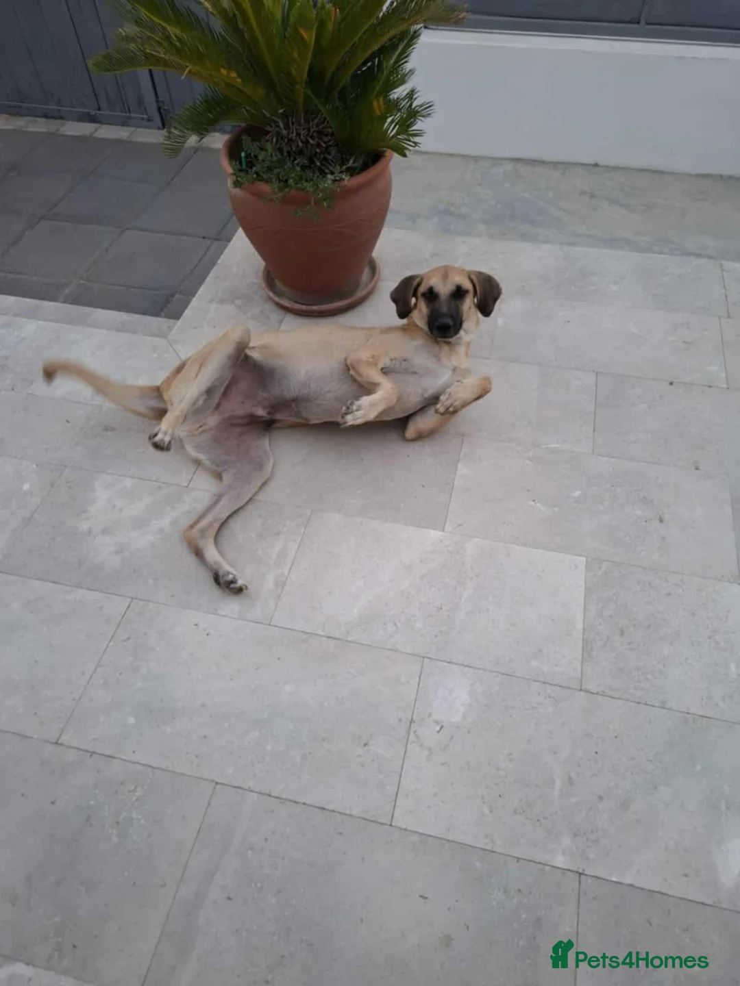 Mixed Breed dogs for adoption: Bobi! - Advert 8