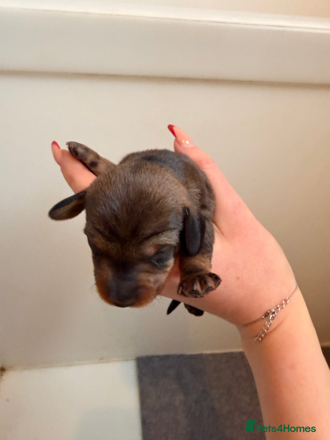 Dachshund dogs for sale: Exceptional Wire Haired Dachshunds (teckels)  - Advert 13