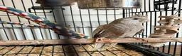 Cockatiels birds for sale: Young Cockatiels - Advert 3