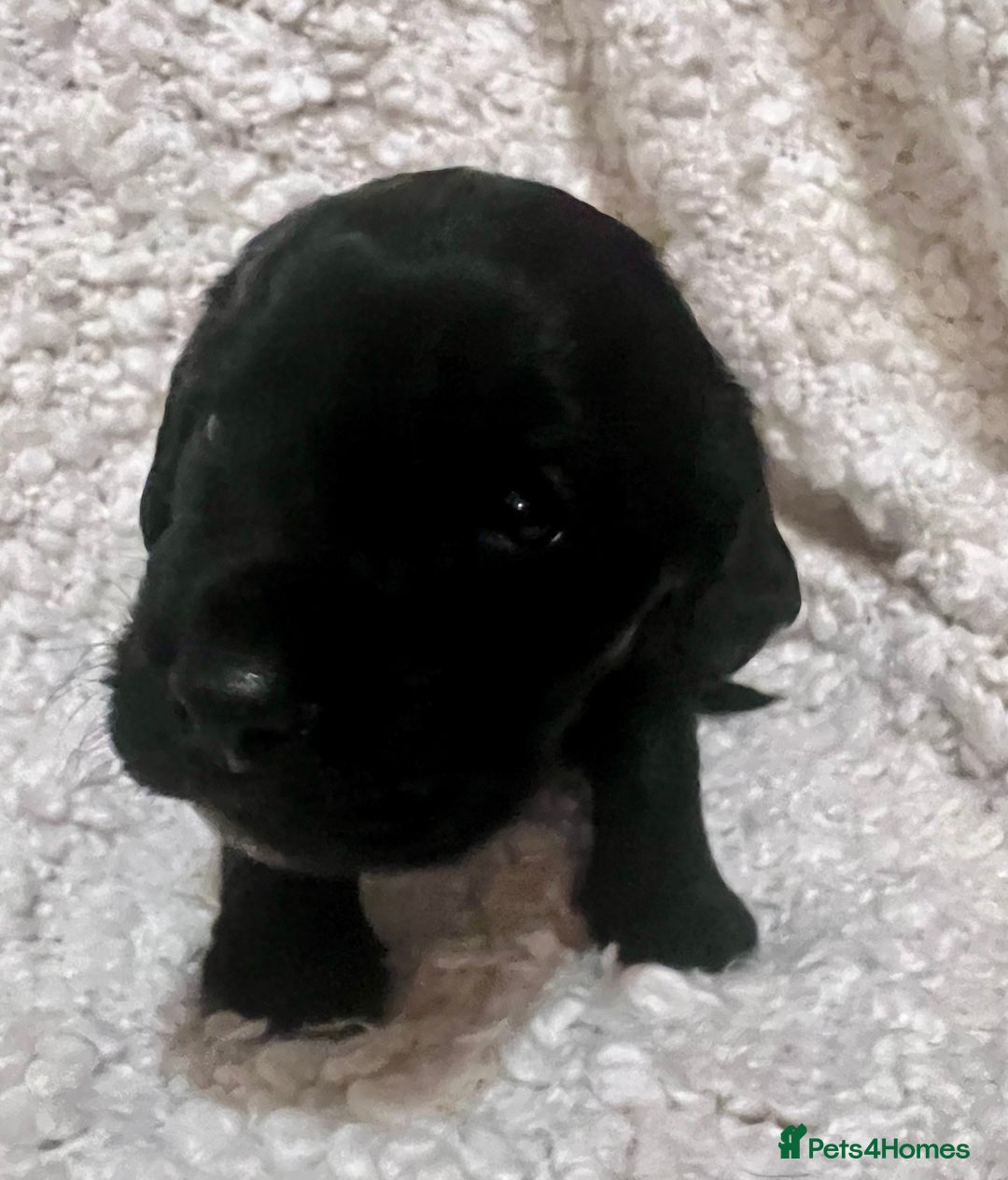 Cocker Spaniel dogs for sale: Fully health tested KC reg working Cocker Spaniels - Image 27