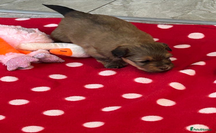 Havanese dogs - Advert 1