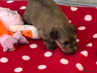 Havanese dogs - Advert 3