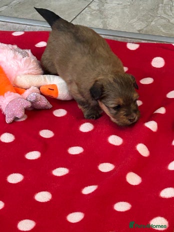 Havanese dogs - Advert 1