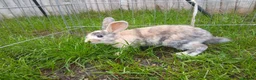 Mixed Breed rabbits for sale: Mix breed harlequin buck - Advert 3