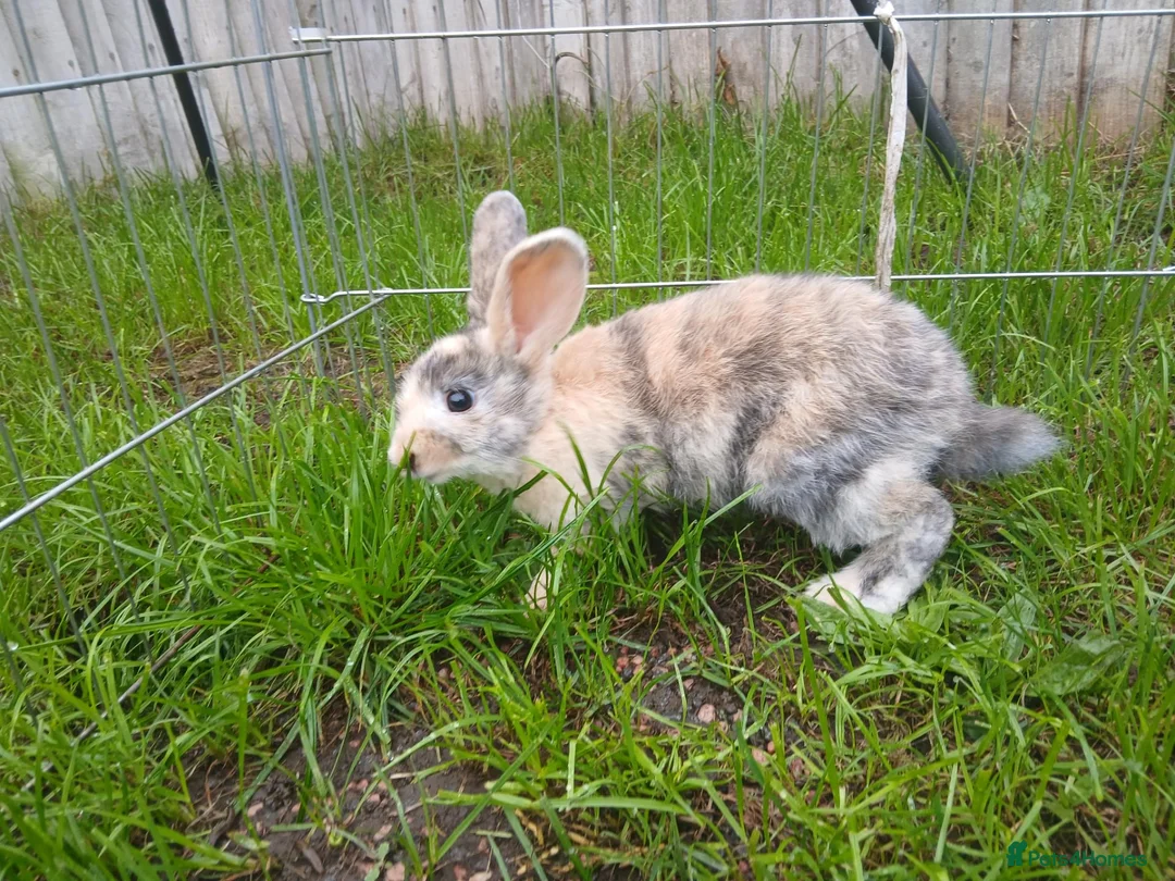Mixed Breed rabbits for sale: Mix breed harlequin buck - Advert 3