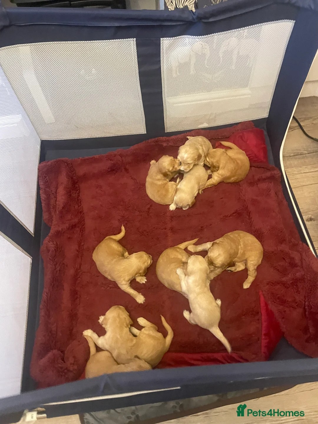 Mixed Breed dogs for sale: Beautiful golden doodles (Golden cockapoos) - Advert 4
