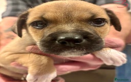 Mixed Breed dogs for sale: Pug X Collie pups (Pugollies) 3 Boys 2 Girls - Advert 19