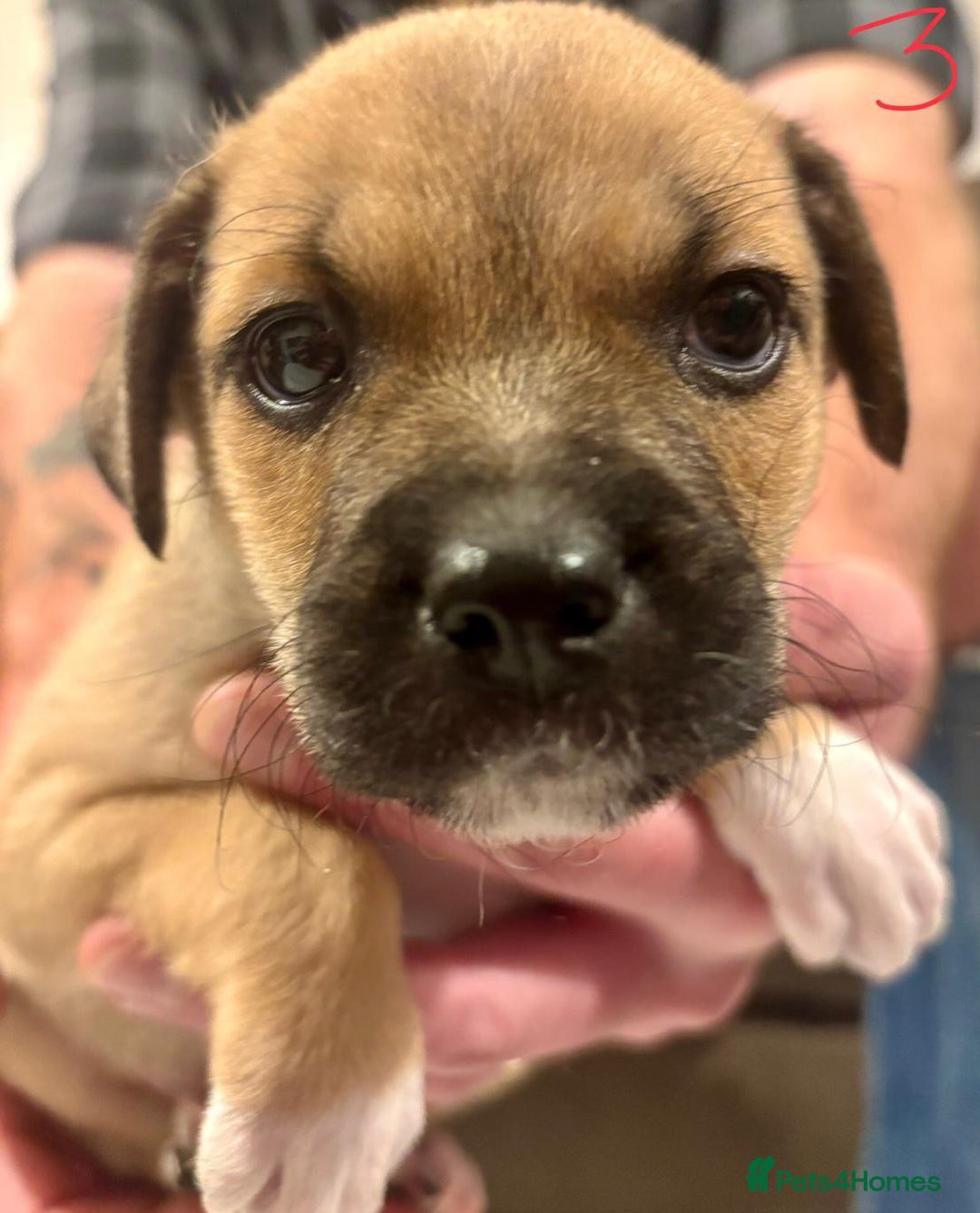 Mixed Breed dogs for sale: Pug X Collie pups (Pugollies) 3 Boys 2 Girls - Advert 19