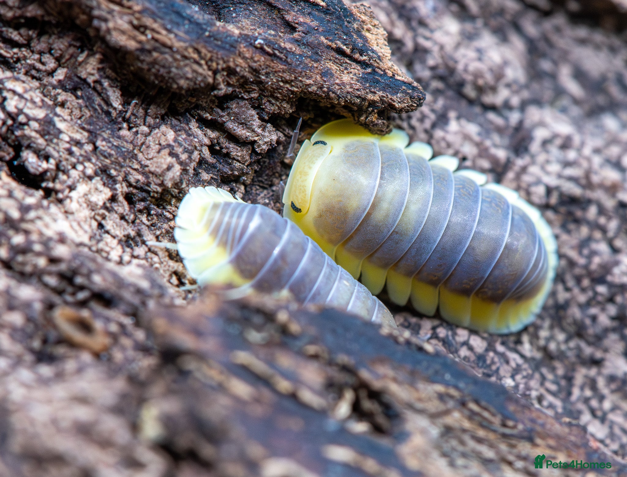 Isopods invertebrates Cubaris Lemon Blue Isopods x5 - Advert 8