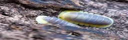 Isopods invertebrates for sale: Cubaris Lemon Blue Isopods x5 - Advert 1