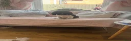 Cocker Spaniel dogs for sale: Beautiful litter of cocker spaniel puppies - Advert 10