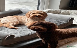 Labradoodle dogs for sale:  Mini toy labradoodle needing a new home  - Image 7