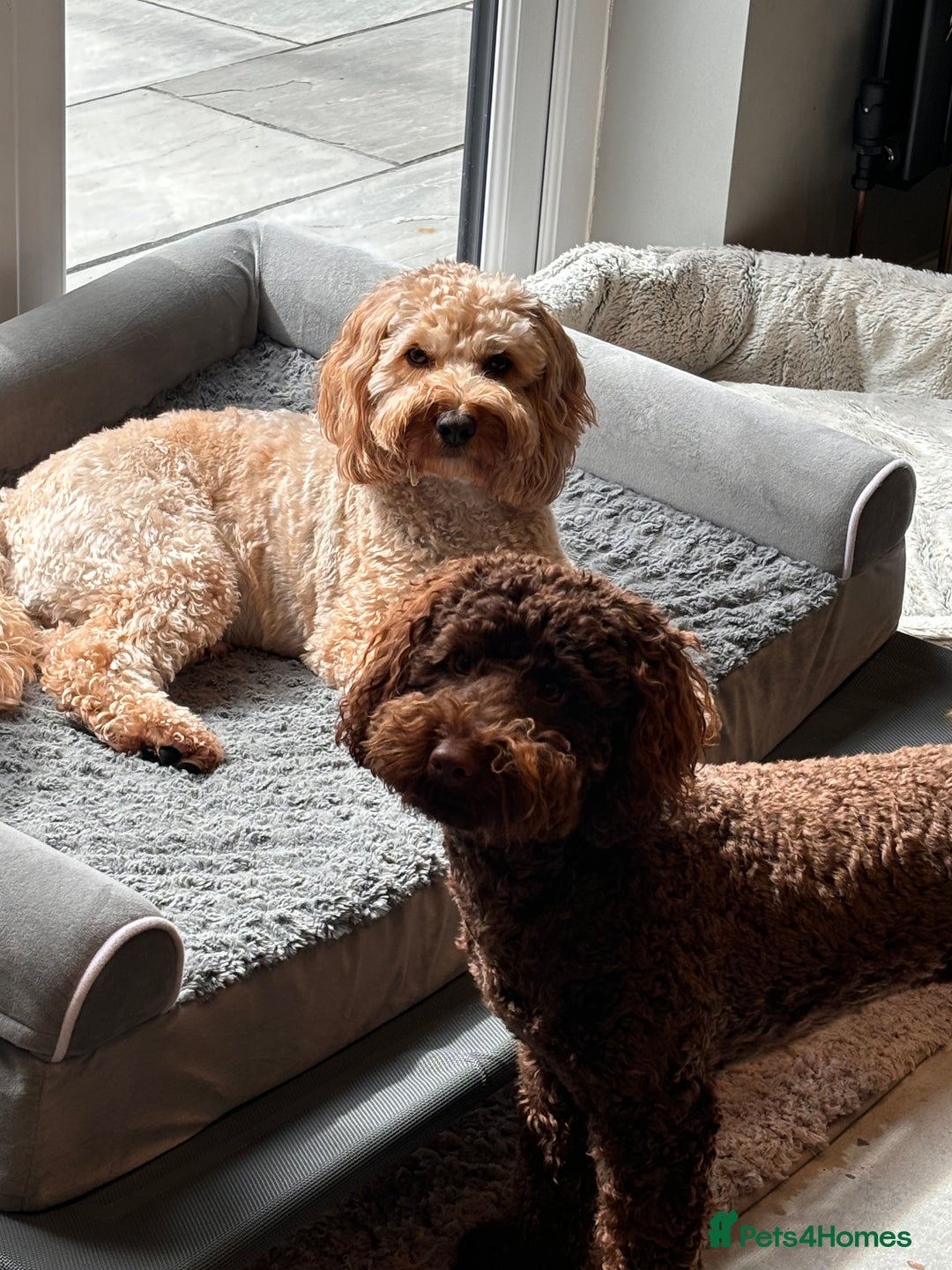 Labradoodle dogs for sale:  Mini toy labradoodle needing a new home  - Image 7