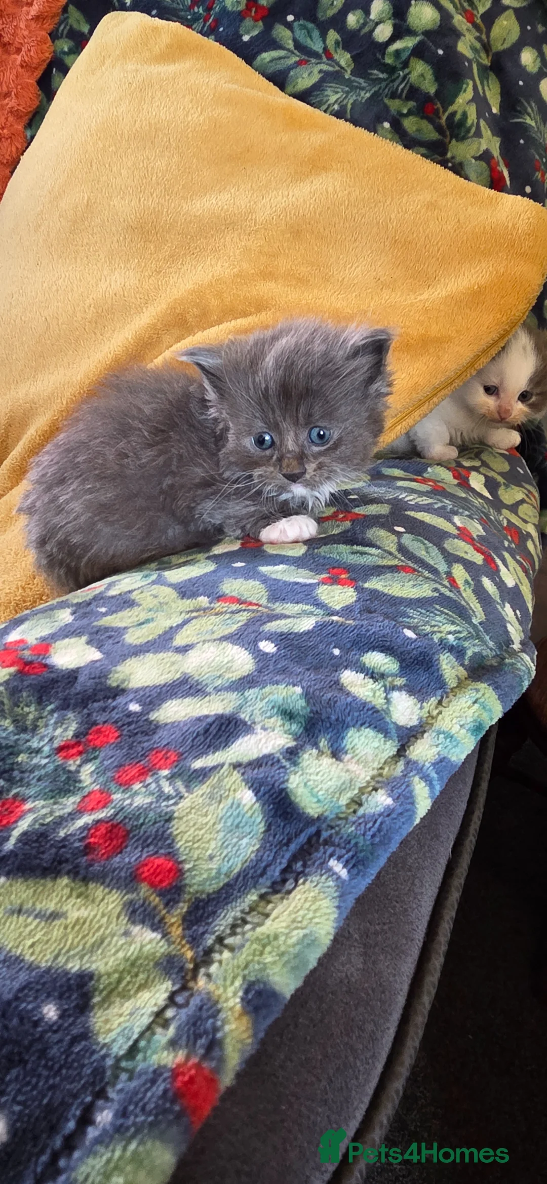 Mixed Breed cats for sale: Maine coon cross breed  - Advert 2