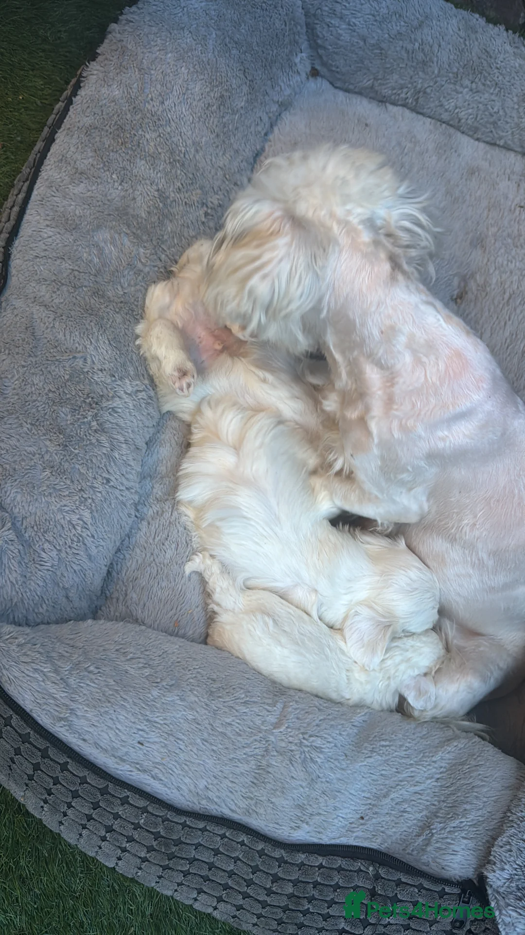 Maltese dogs for sale: Adorable Maltese Puppies Ready for Loving Homes 🐶 - Advert 2
