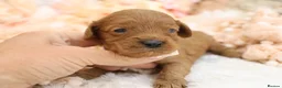 Cavapoo dogs for sale: *HEALTH TESTED* CAVAPOOS - Advert 23