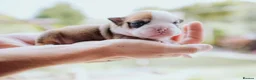 English Bulldog dogs for sale: Beautiful English Bulldog Puppies in Watford - Advert 3