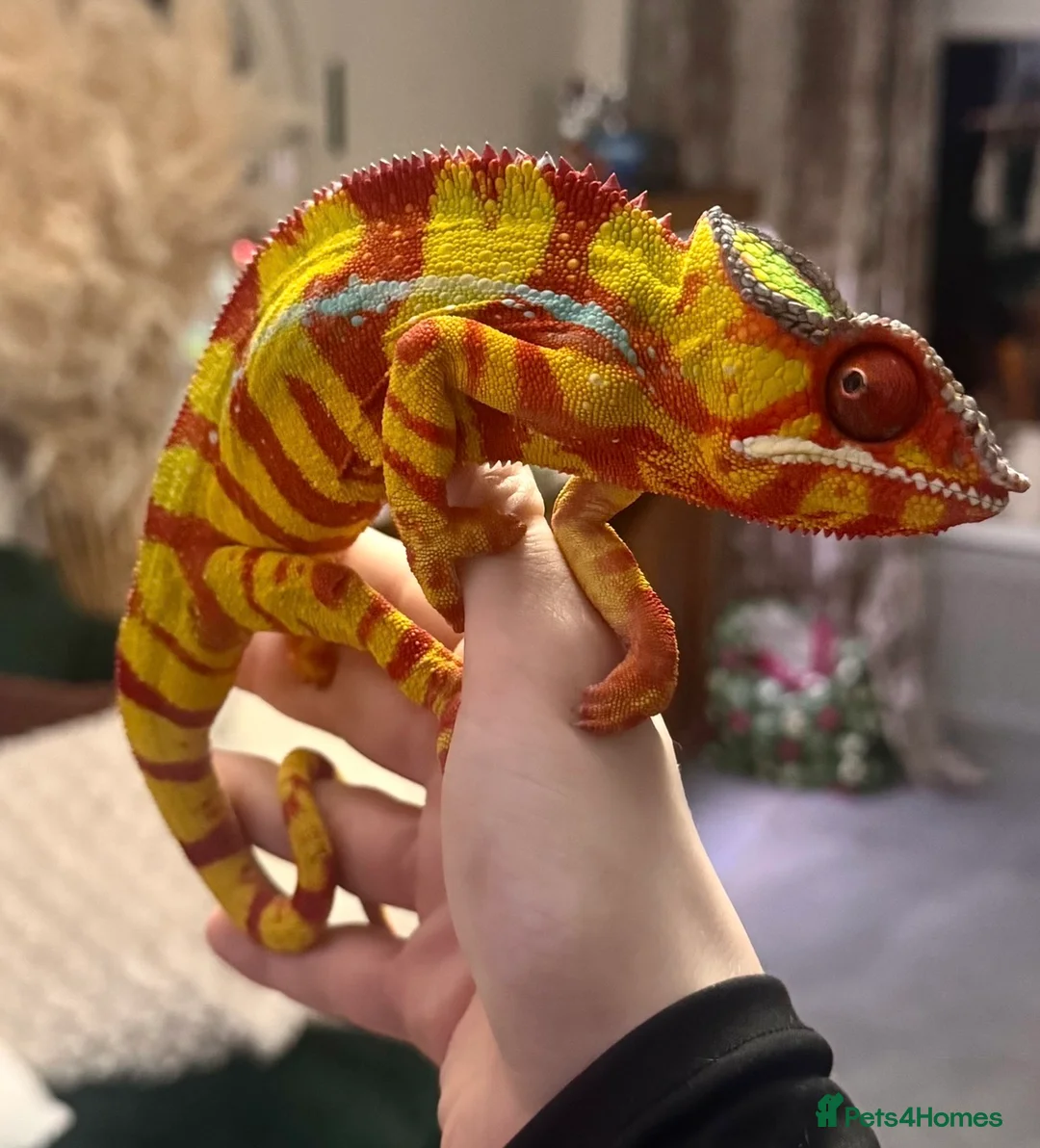Chameleon reptiles for sale: Male Panther Chamelon 1 year old super friendly - Advert 2