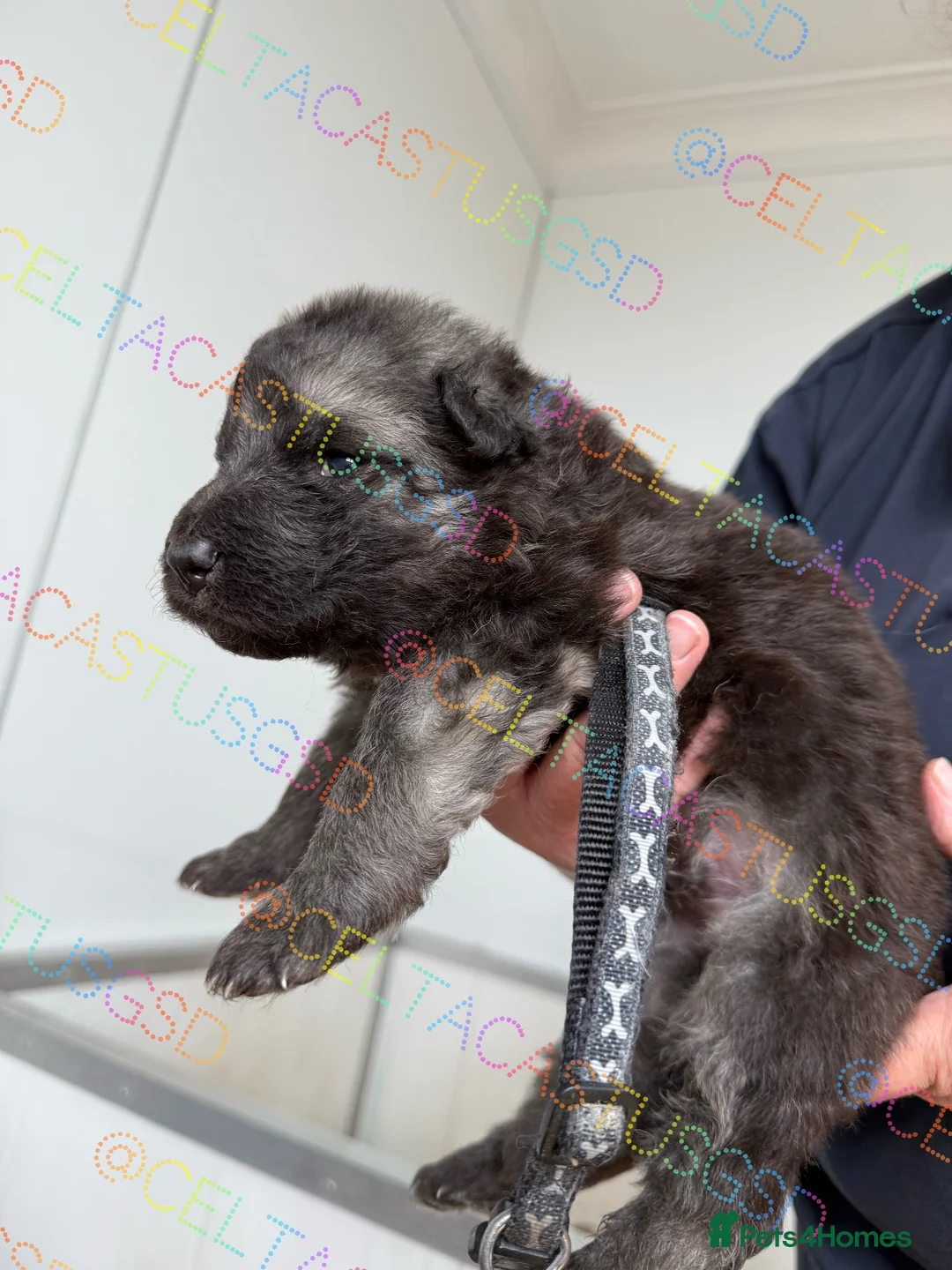 German Shepherd dogs for sale: Stunning kcreg long coat German shepherds  - Advert 13