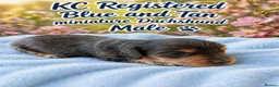 Miniature Dachshund dogs for sale: READY TO LEAVE unreal long hair KC stunning💙💕 - Advert 26
