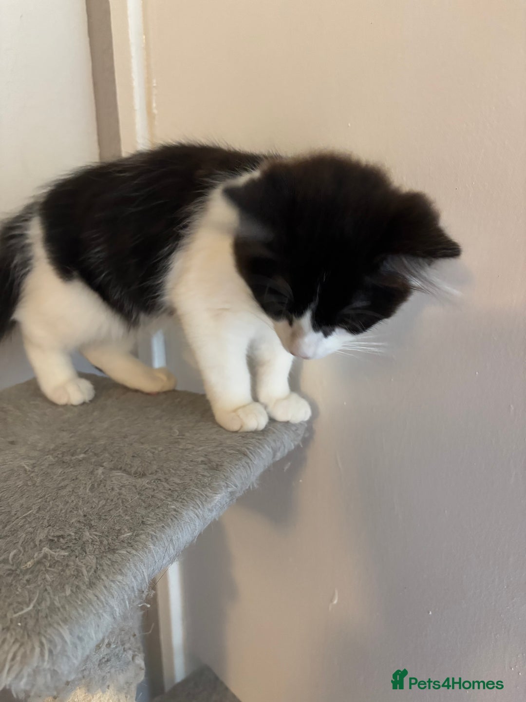 Ragdoll cats for sale: Black white mixed ragdoll - Advert 2