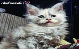 Maine Coon cats for sale: TICA Registered Kittens for Sale  - Image 24